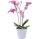 Kvetináč pre orchidey green basics (transparentný) - 15 cm