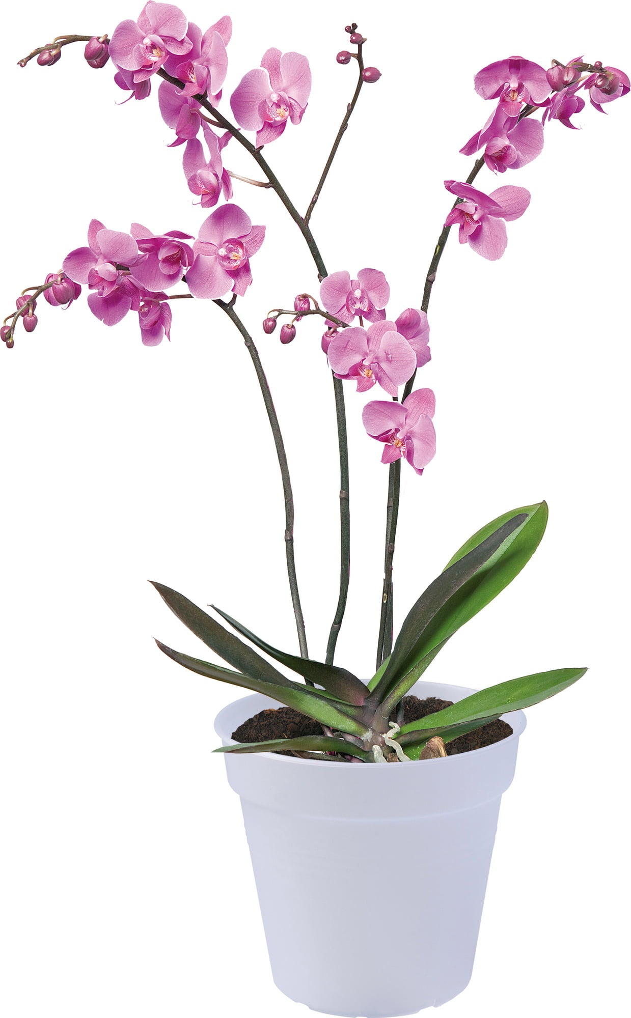 elho green basics Orchid | Transparent - 13 cm