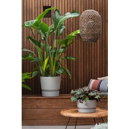 elho greenville Planter Round 30 cm - Living Concrete