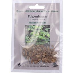 TROPICA Tulpenbaum - Freilandbonsai