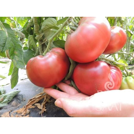 ReinSaat Tomate ''Tschernij Prinz''