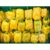 ReinSaat Pimento ''Quadrato d&lsquo;Asti giallo''