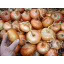 ReinSaat ''Stuttgart Giant'' Onions