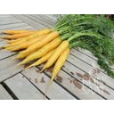 ReinSaat Carrots ''Solveig'' - 1 Pkg