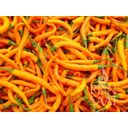 ReinSaat Pepperoni “Turuncu Spiral”
