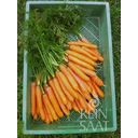 ReinSaat Carrot ''Nantaise 2'' - 1 Pkg