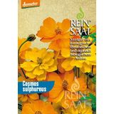 ReinSaat Pillangóvirág - Narancssárga