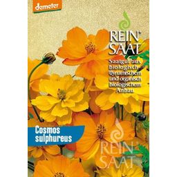 ReinSaat Cosmea, Oranje - 1 Verpakking