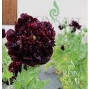 ReinSaat Papavero Ornamentale - Black Peony