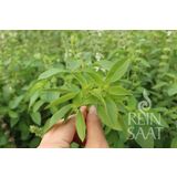 ReinSaat "Thai Lemon Basil" fűszernövény