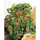 ReinSaat Cherry paradajka "Bajaja"