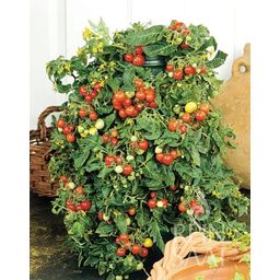 ReinSaat Cherry paradajka 