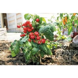ReinSaat Cherry paradajka 