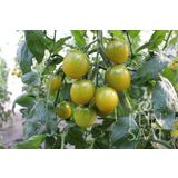 ReinSaat Koktejlové paradajky "Green Grape"