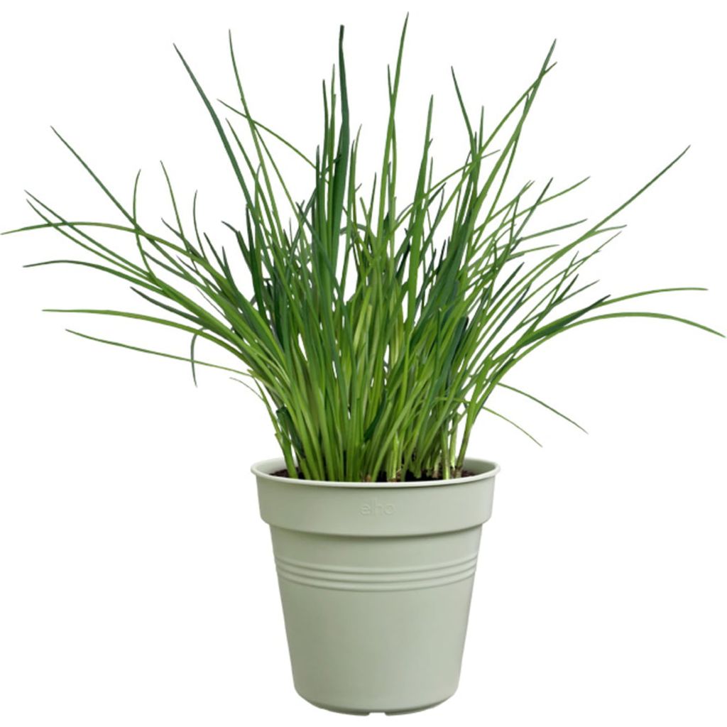 elho green basics Grow Pot - Stone Green - Bloomling International