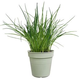 elho green basics growpot  - Verde Pietra - 11 cm