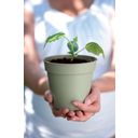 elho green basics Grow Pot - Stone Green - 11 cm