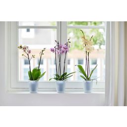Brussels Orchid High Flower Pot - 12.5 cm - Transparent