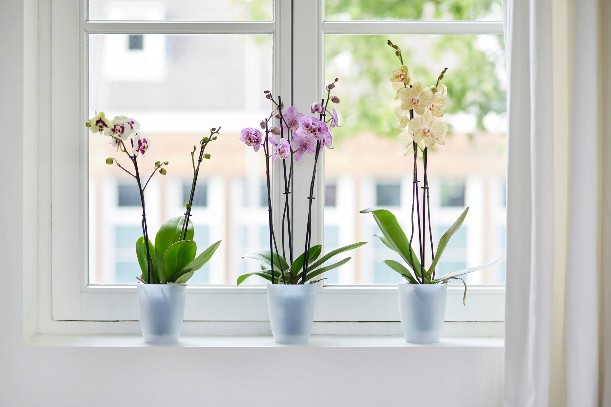Brussels Orchid High Flower Pot - 12.5 cm - Transparent