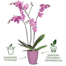 Blumentopf - brussels orchidee hoch 12,5 cm