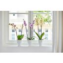 Bloempot - Brusselss Orchidee Hoog 12,5 cm - Wit