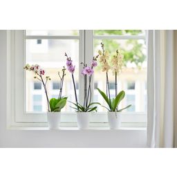 Bloempot - Brusselss Orchidee Hoog 12,5 cm - Wit