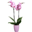 elho Pot BRUSSELS Orchidée Haut - 12,5 cm - Violet vif