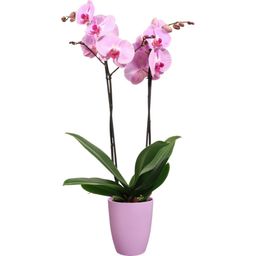 elho Pot BRUSSELS Orchidée Haut - 12,5 cm - Violet vif