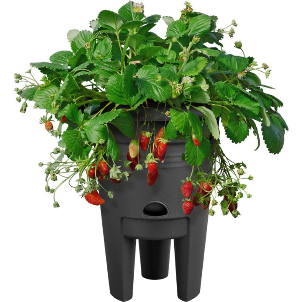 elho green basics Strawberry Pot 33 cm - Bloomling
