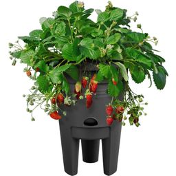 elho green basics strawberry pot - 33 cm