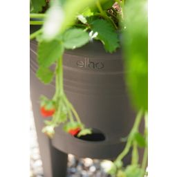 elho green basics strawberry pot - 33 cm