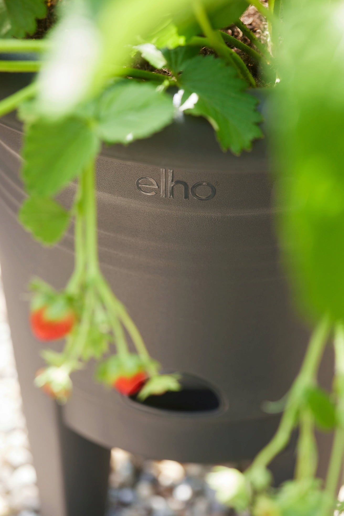 elho green basics Erdbeertopf 33 cm