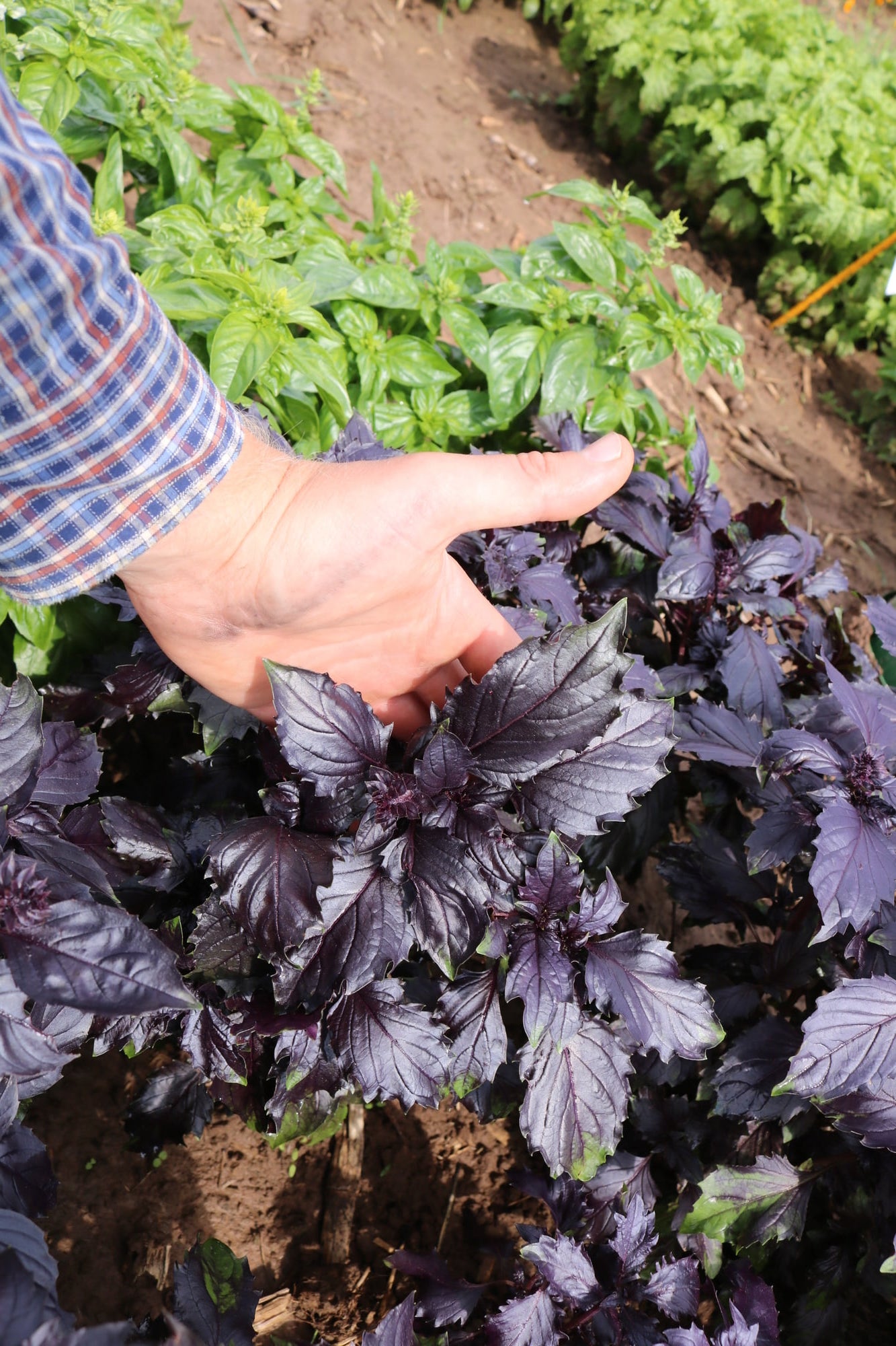 Culinaris Basilic Rouge Bio 