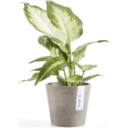 Ecopots Amsterdam Topf - taupe - Ø 10,5 cm, Höhe 9,2 cm