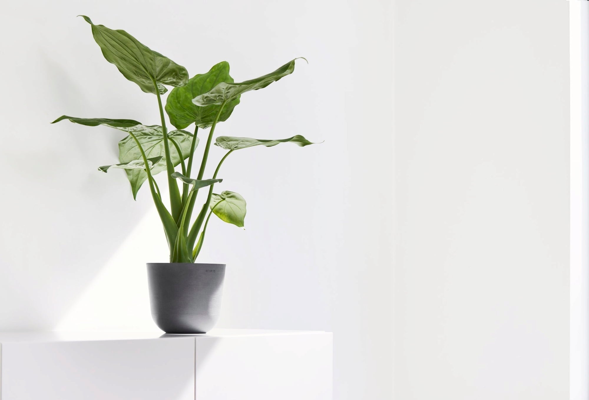 Ecopots Oslo Mini, siva - Ø 16 cm, višina 13 cm