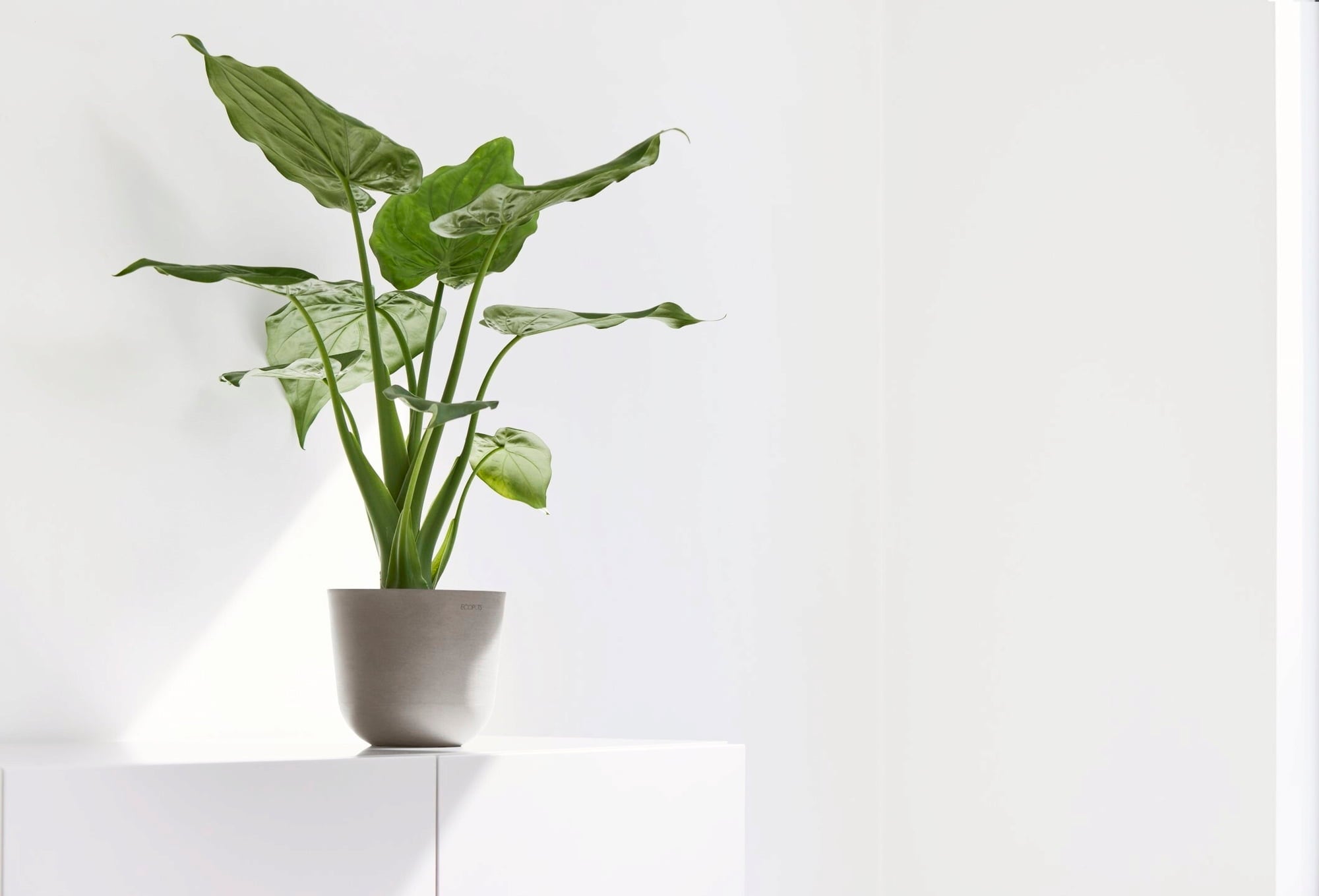 Ecopots Oslo Mini, taupe - Ø 16 cm, višina 13 cm