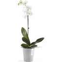 Ecopots Morinda - White Grey  - Ø 13 cm, height 16 cm