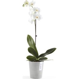 Ecopots Morinda - White Grey  - Ø 13 cm, height 16 cm