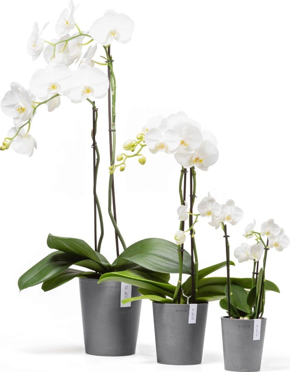 Ecopots Morinda, siva - Ø 14 cm, višina 16 cm