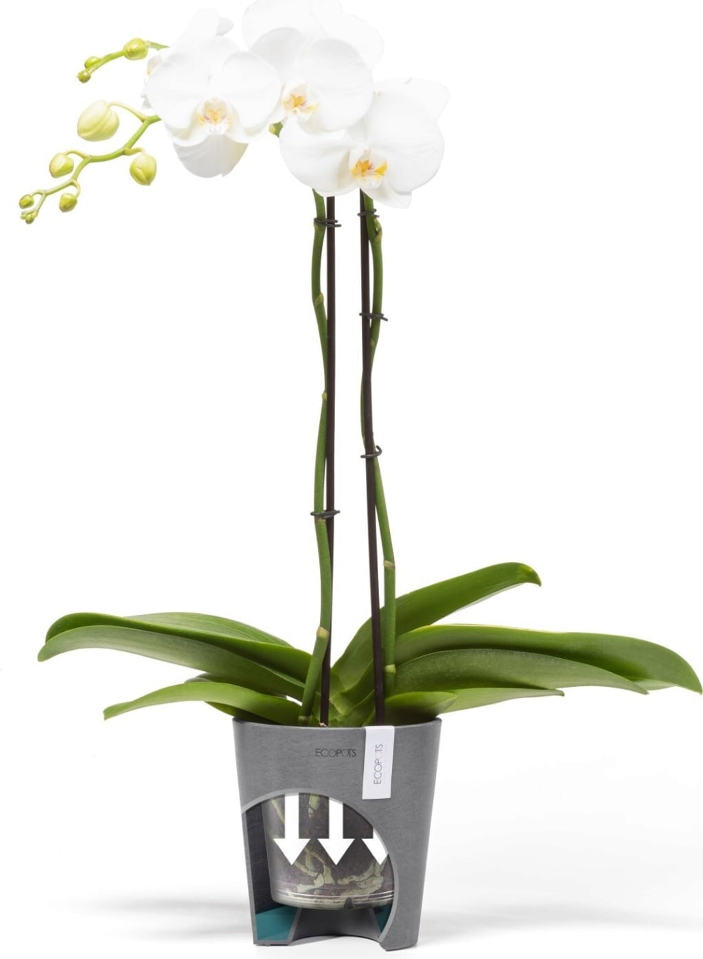 Ecopots Morinda, siva - Ø 14 cm, višina 16 cm