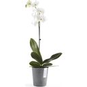 Ecopots Morinda - Grey  - Ø 14 cm, height 16 cm