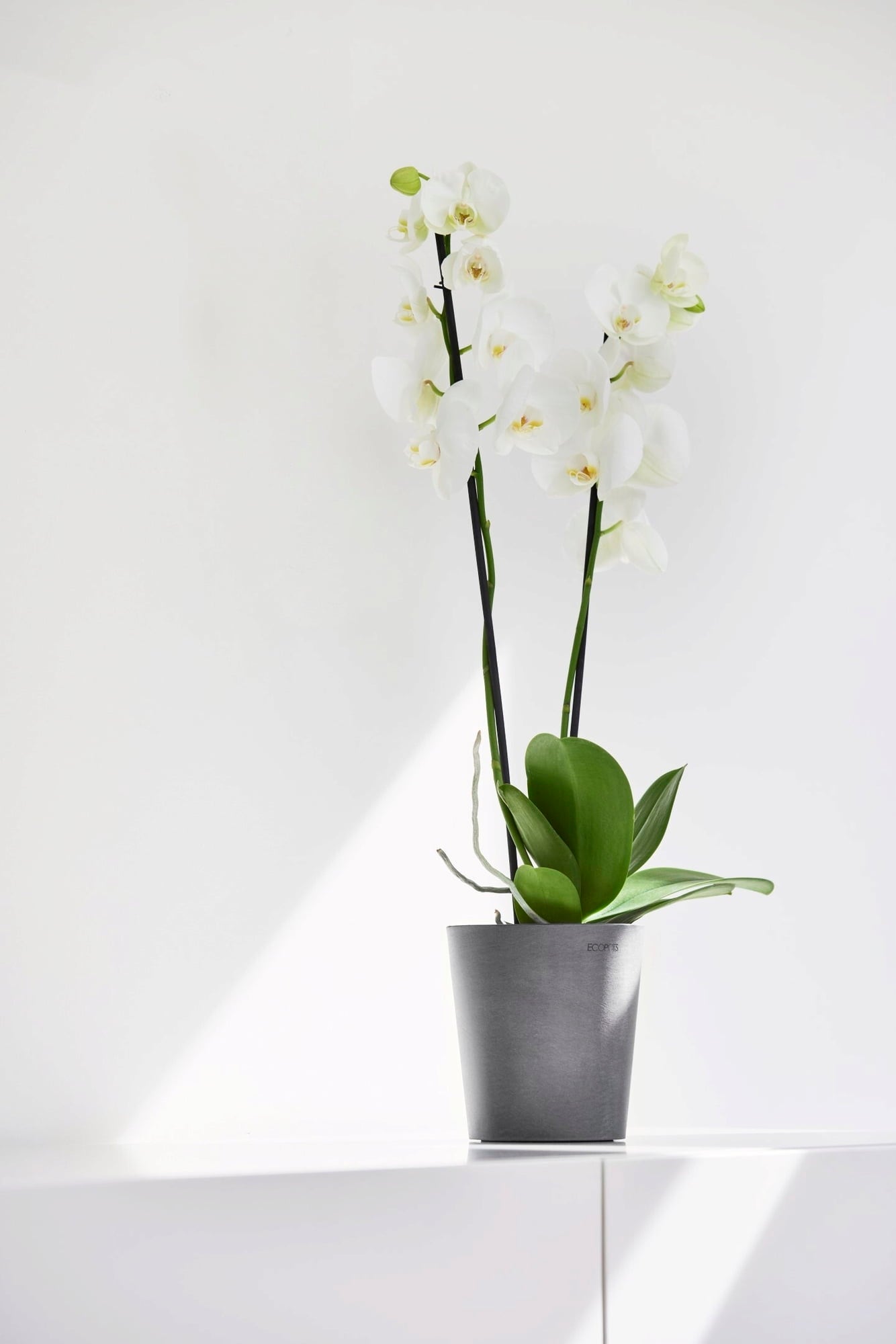 Ecopots Morinda, siva - Ø 14 cm, višina 16 cm