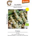 Culinaris Organic Winter Broad Bean Priamus - 1 Pkg