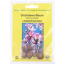 TROPICA Orchid Tree - 8 Seeds