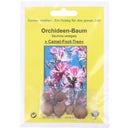 TROPICA Albero Orchidea - 8 semi