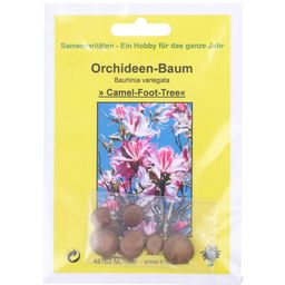 TROPICA Orchid Tree