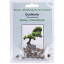 TROPICA Golden Pine Bonsai Seeds - 1 Pkg