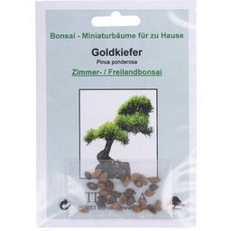 TROPICA Golden Pine Bonsai Seeds - 1 Pkg