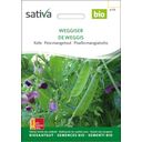 Sativa Bio Kefe / Zuckererbse 