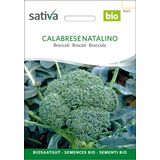 Sativa Bio brokuł "Calabrese Natalino"